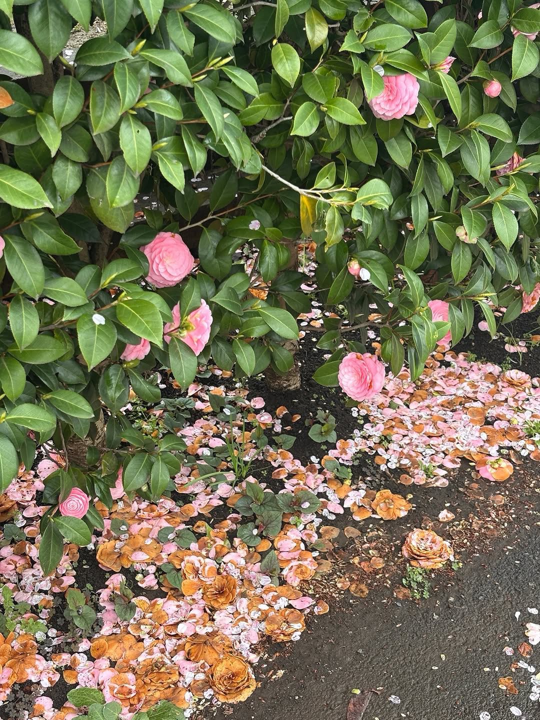 shentanaka's post