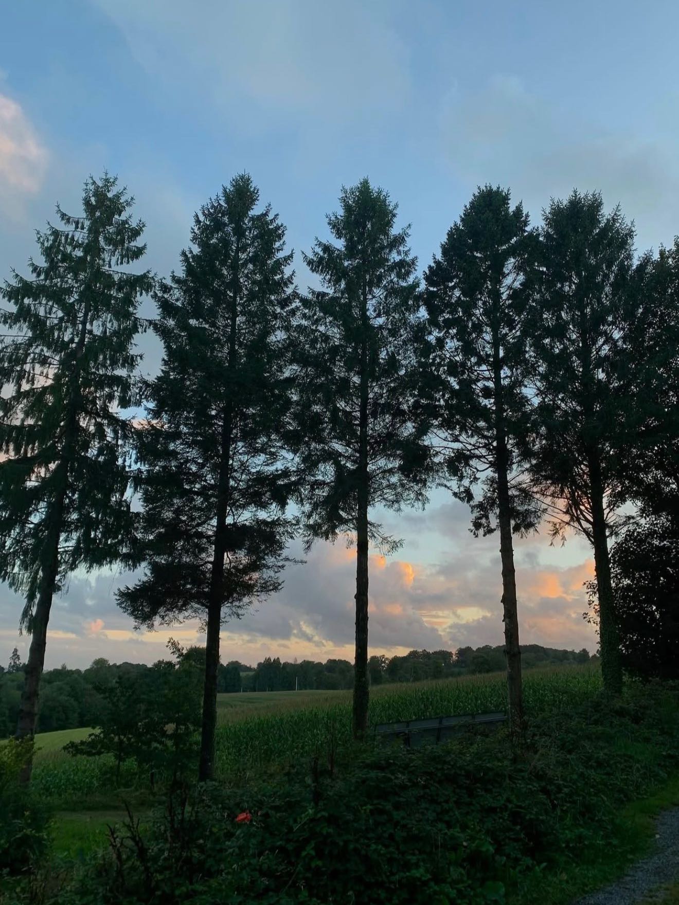 yigenanaya's post