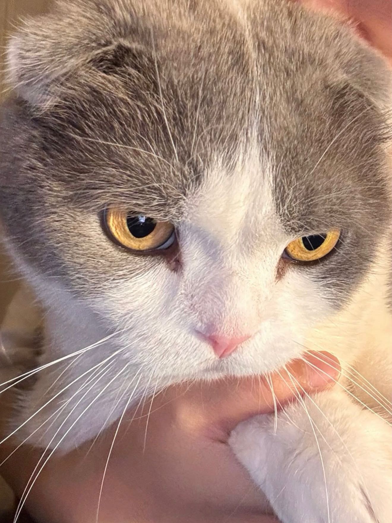 shentanaka's post