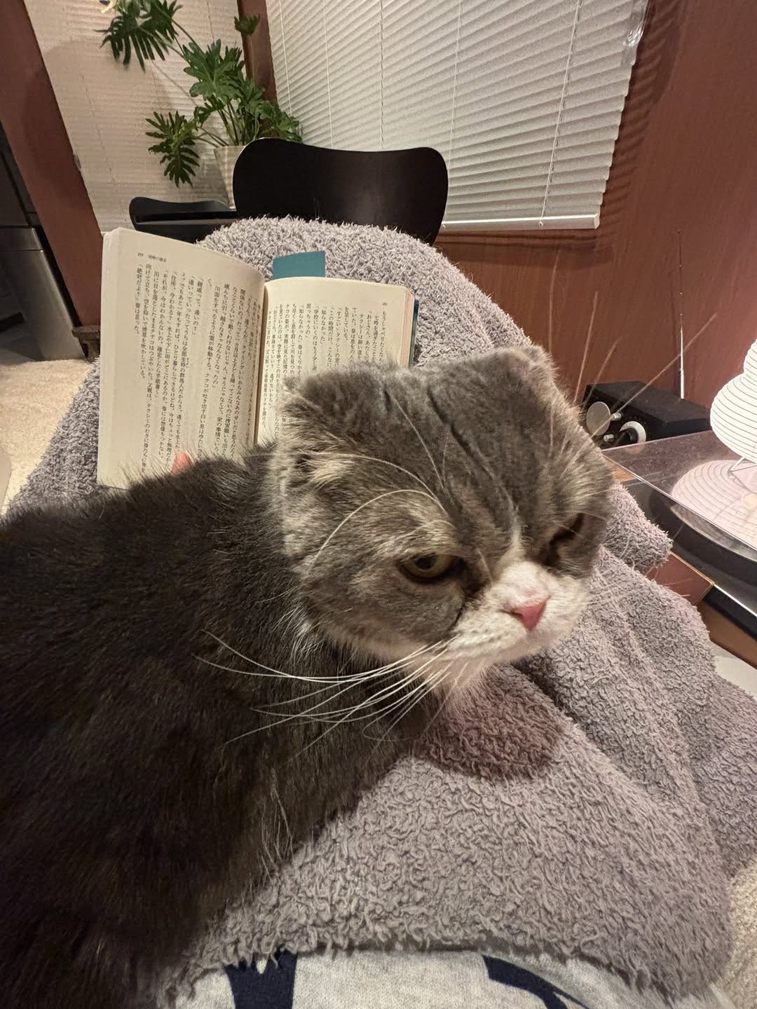 shentanaka's post