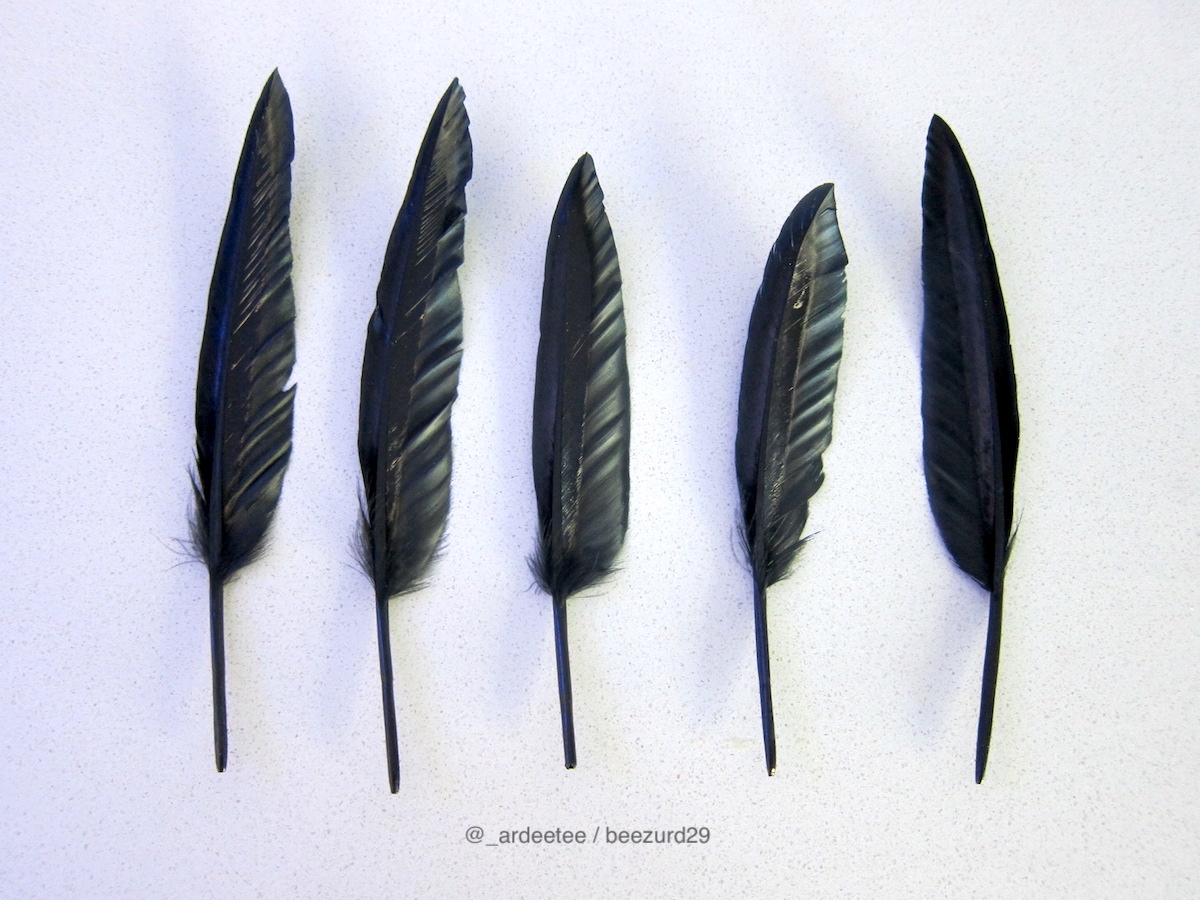 AUTHENTIC BLACK REPLACEMENT FEATHER - 3