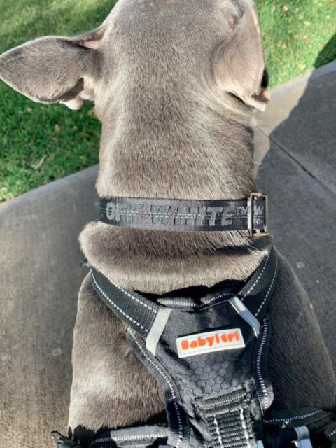 Custom Black Off-White Dog Collar