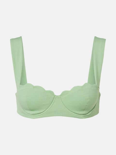 MARYSIA North scalloped bikini top