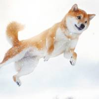 flyingshiba